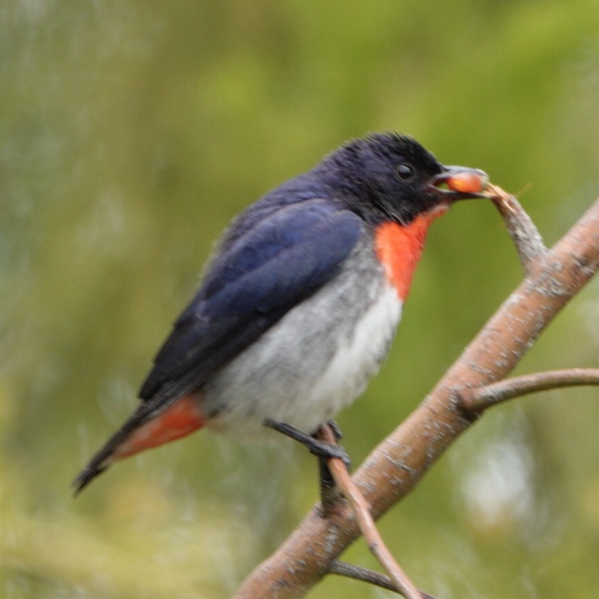 Picaflores Golondrina - ML644985024