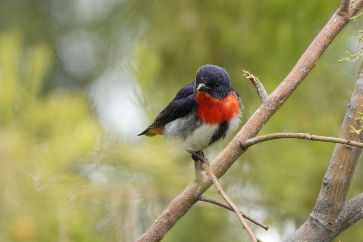 Picaflores Golondrina - ML644985025
