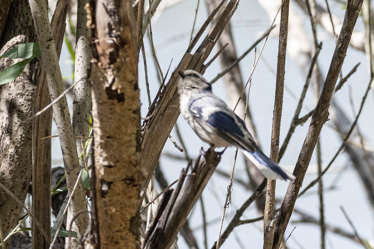 Azure Tit - ML644985030