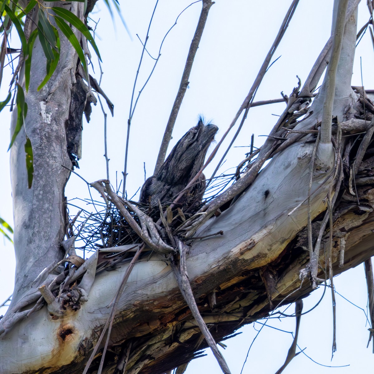 Tawny Frogmouth - ML644985037