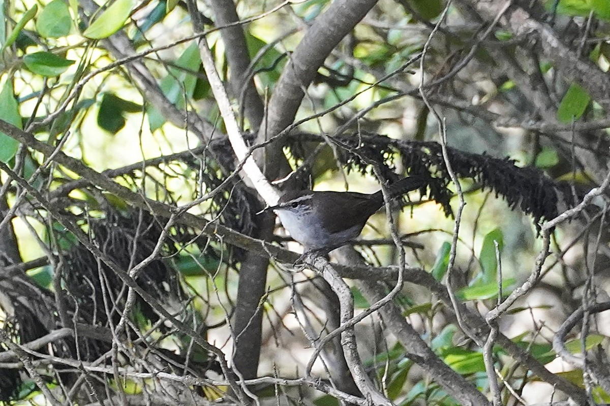 Підбуреник [група spilurus] - ML644985038