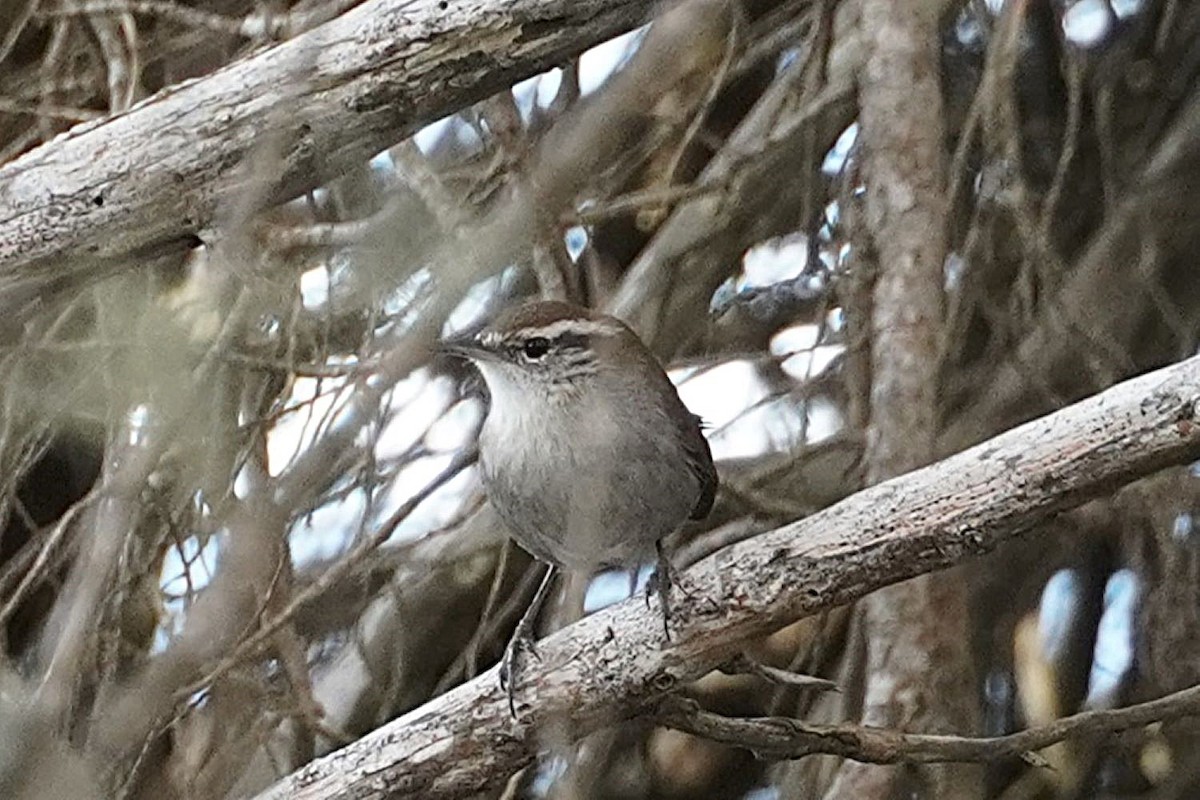 Підбуреник [група spilurus] - ML644985043