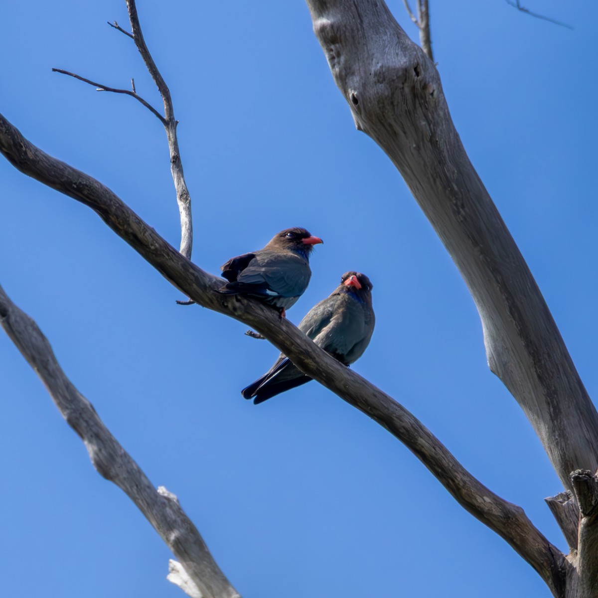 Dollarbird - ML644985045