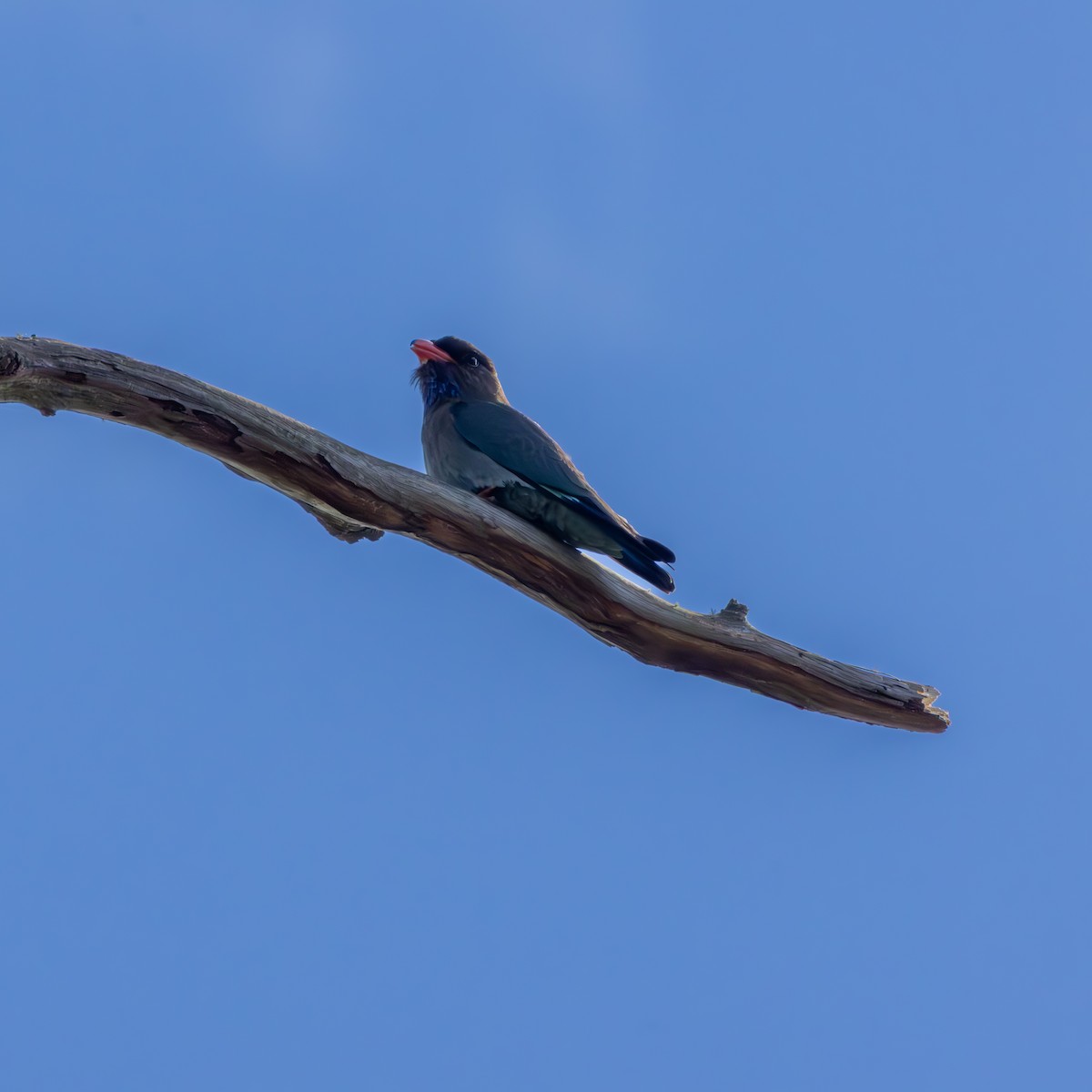 Dollarbird - ML644985046