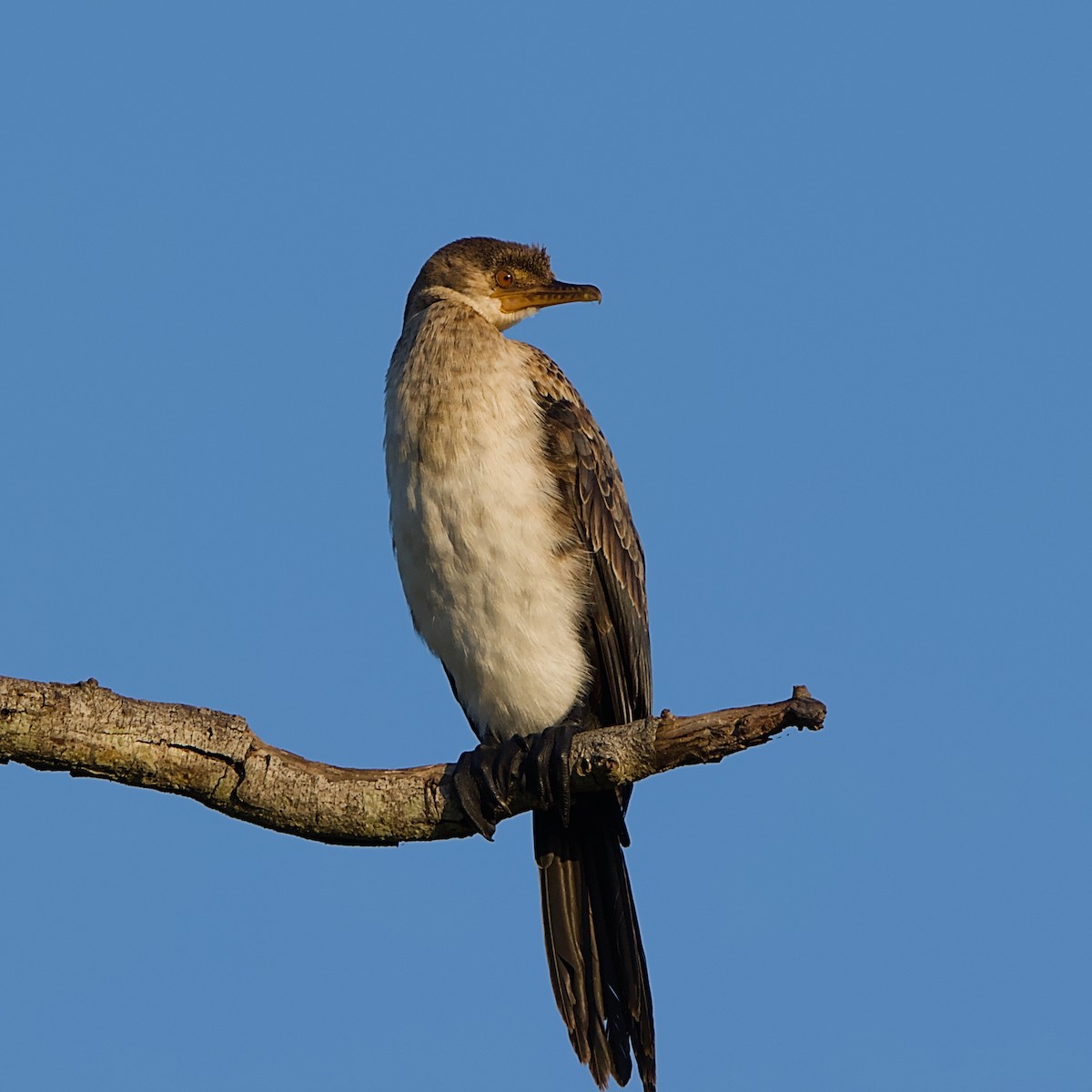 kormorán dlouhoocasý - ML644985053