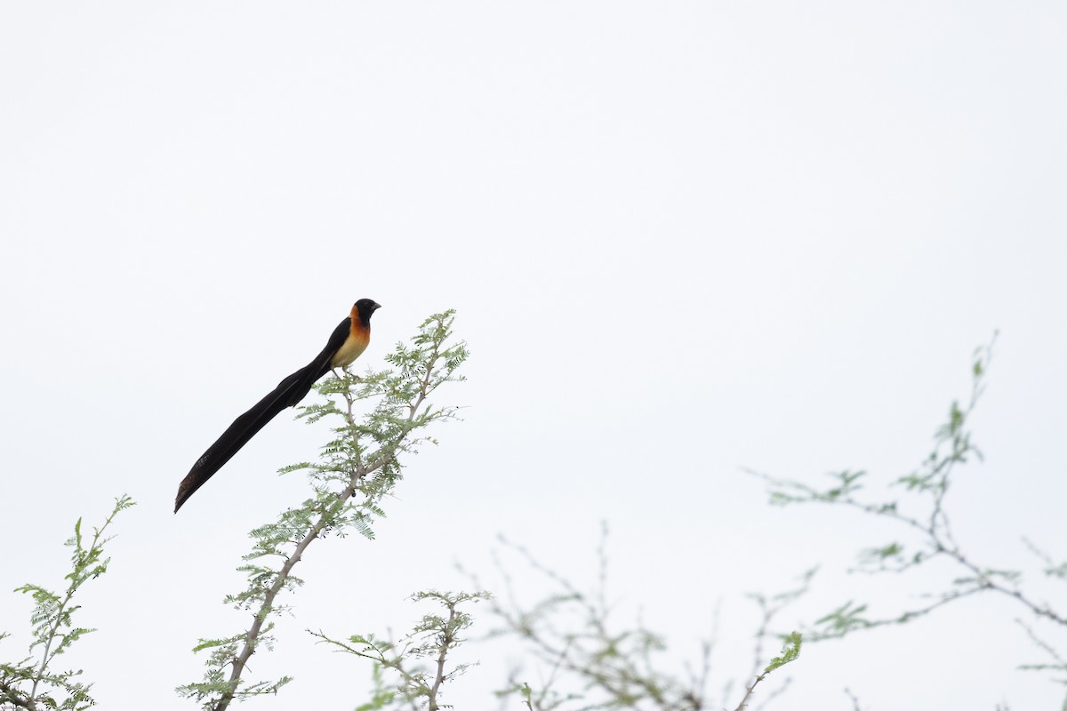Sahel Paradise-Whydah - ML644985072