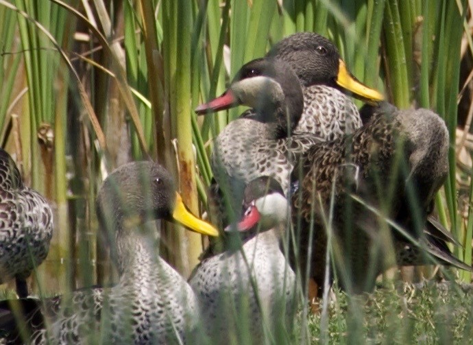 rødnebband - ML644985092