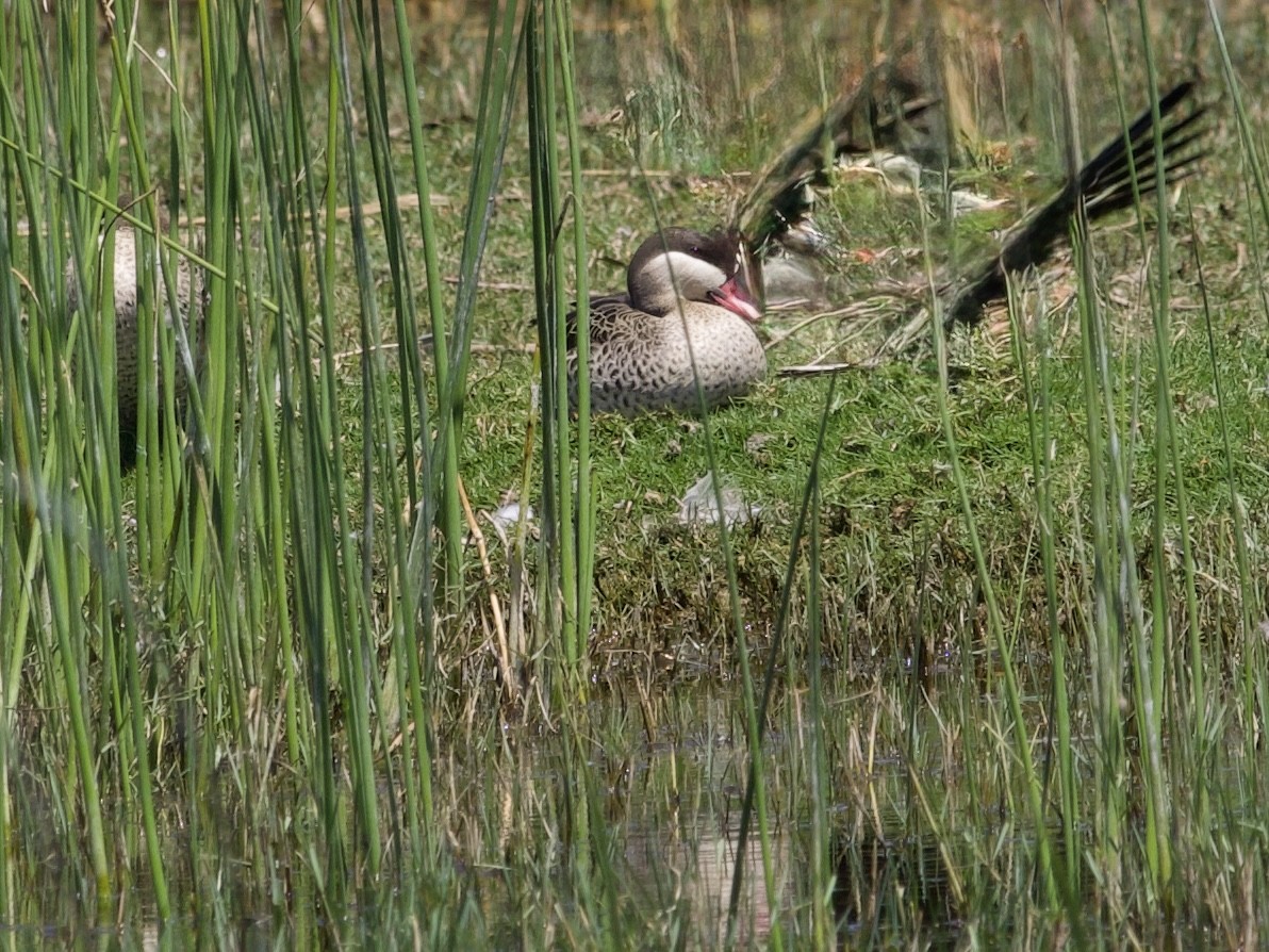 rødnebband - ML644985094