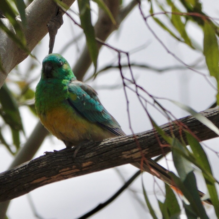 Red-rumped Parrot - ML644985096