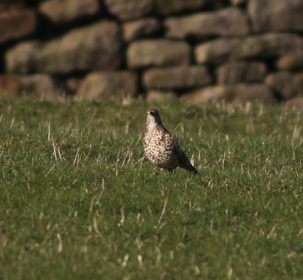 槲鶇 - ML644985144