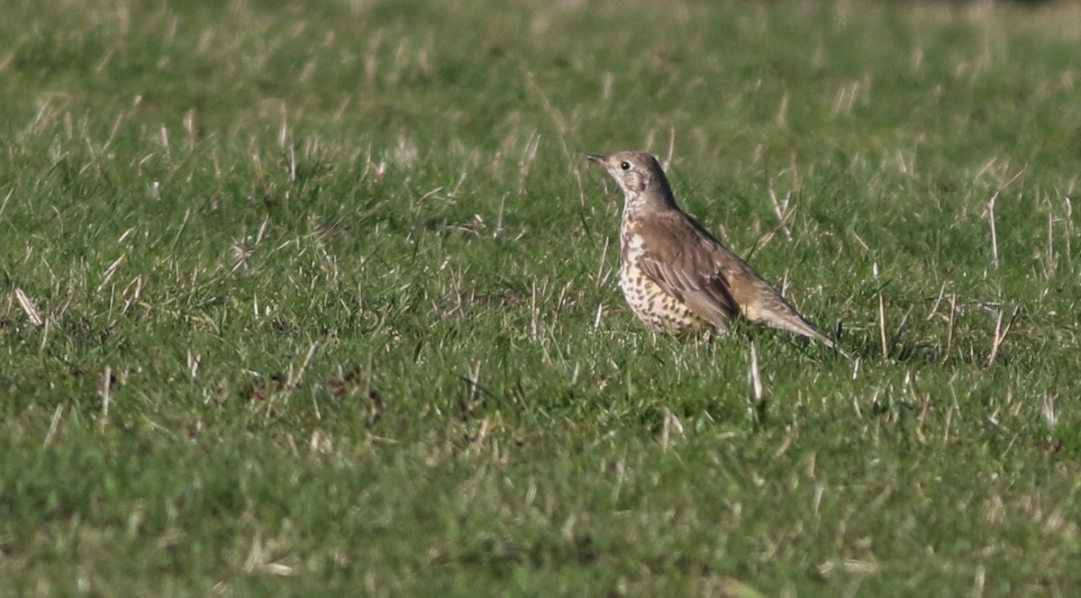 槲鶇 - ML644985145