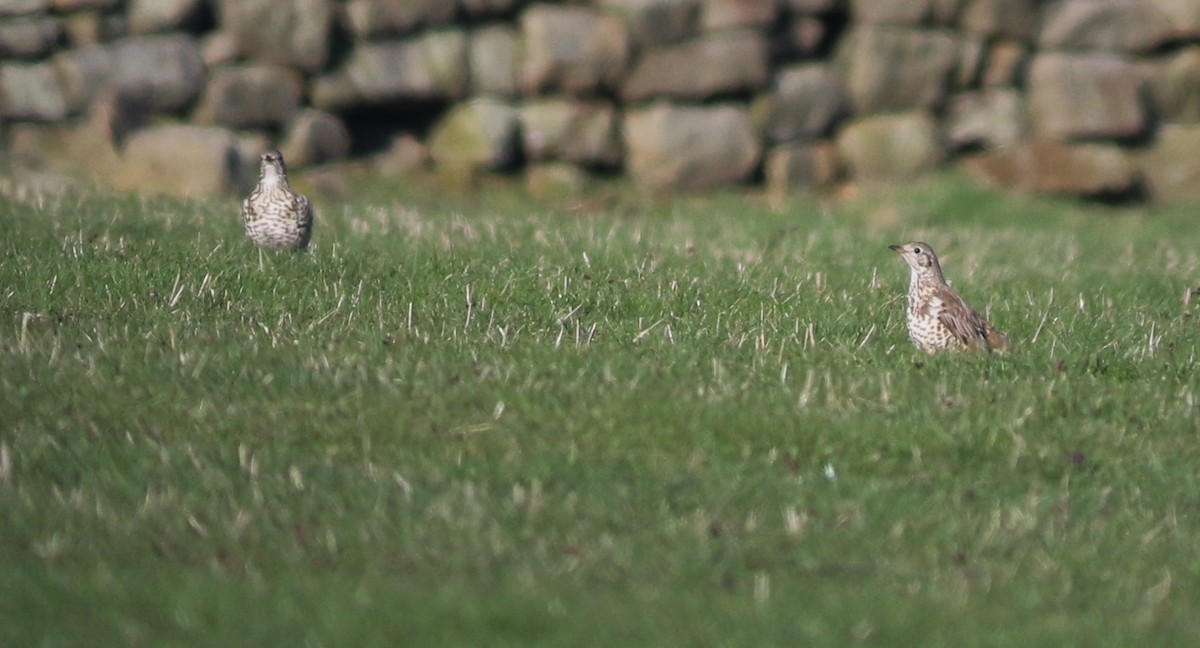 槲鶇 - ML644985146