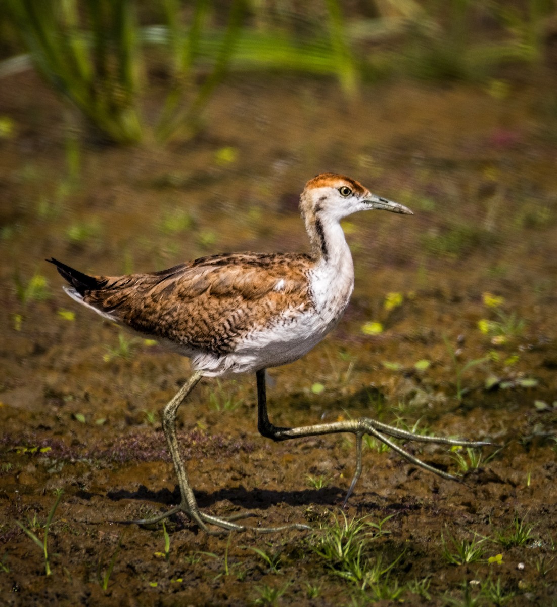 Фазанохвостая якана - ML644985164