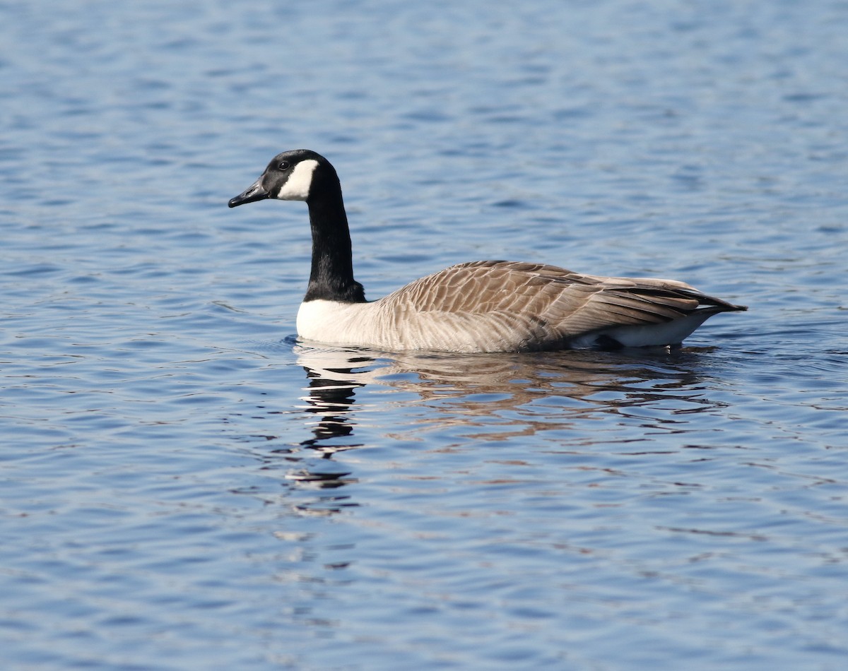 Barnacla Canadiense Grande - ML644985171