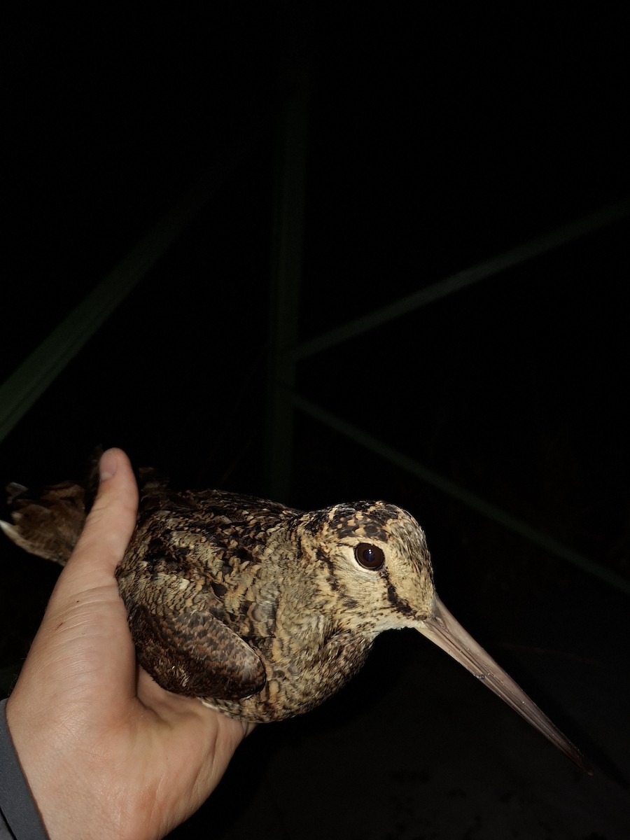 Eurasian Woodcock - ML644985186