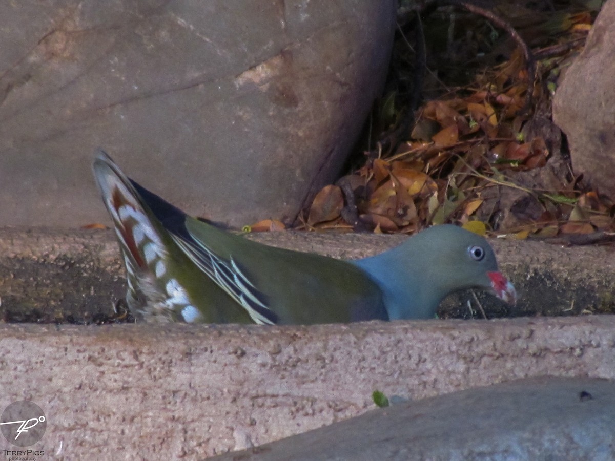 African Green-Pigeon - ML644985193