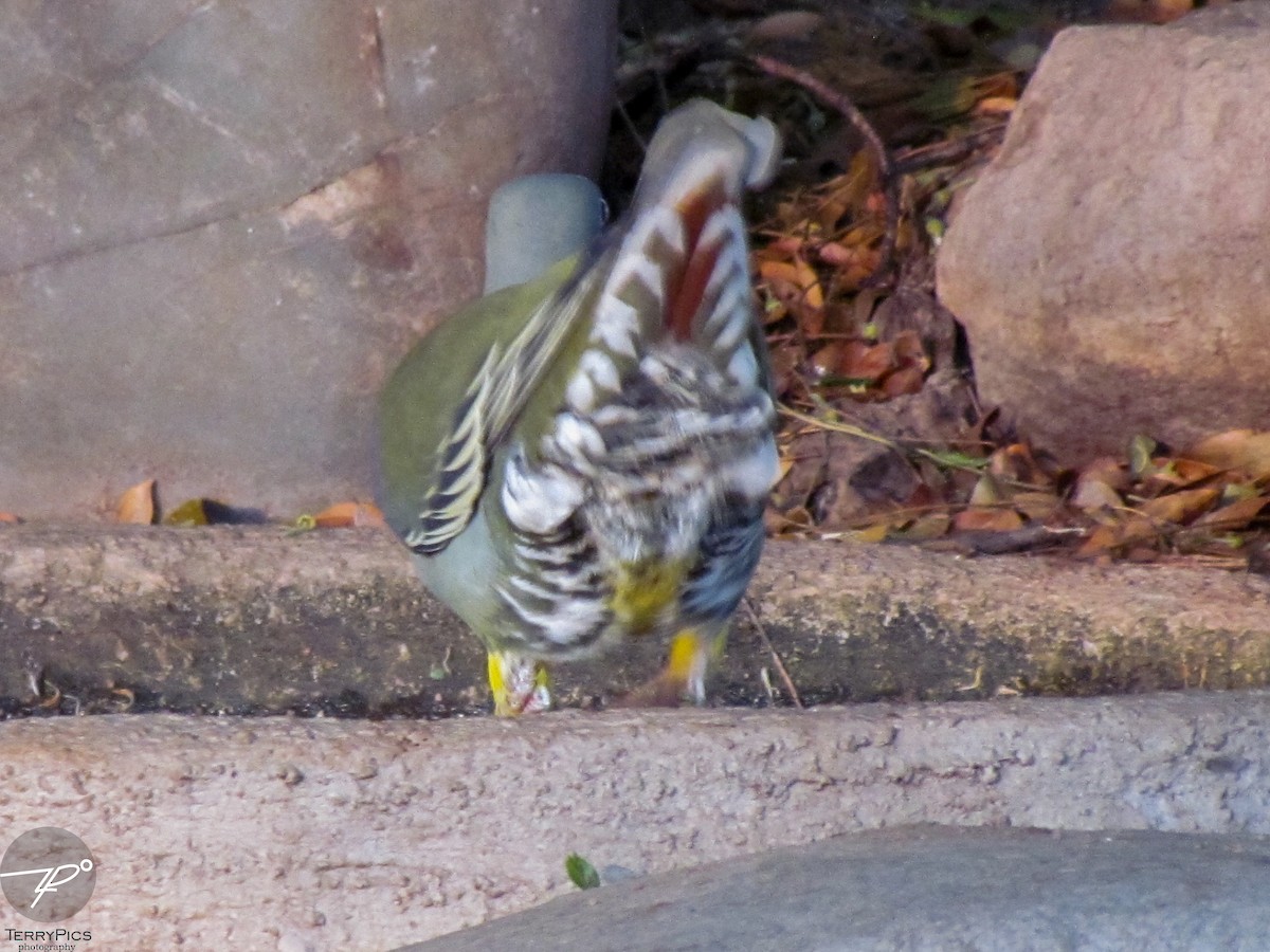 African Green-Pigeon - ML644985194