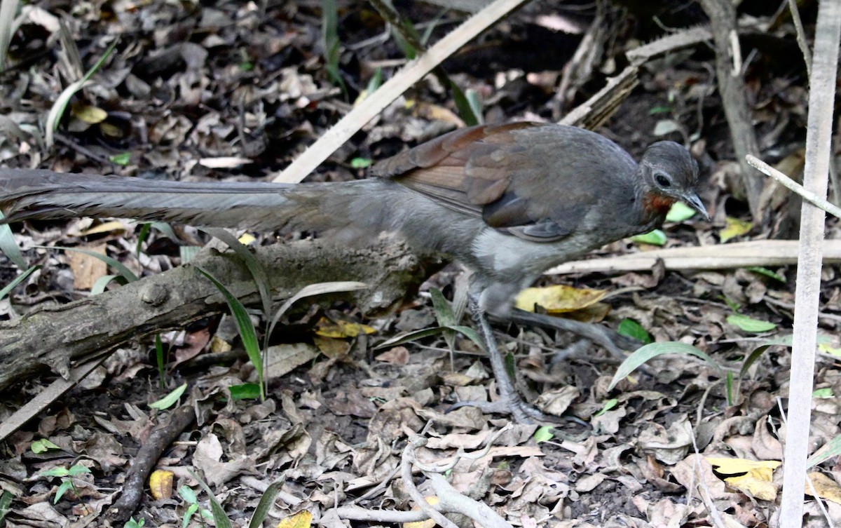 Superb Lyrebird - ML644985218