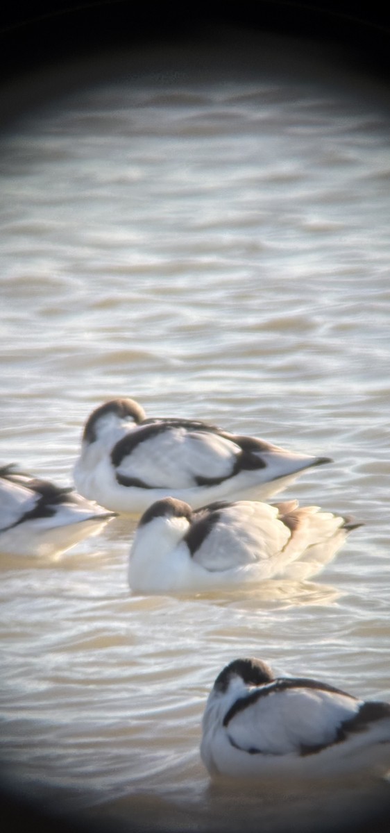 Pied Avocet - ML644985234