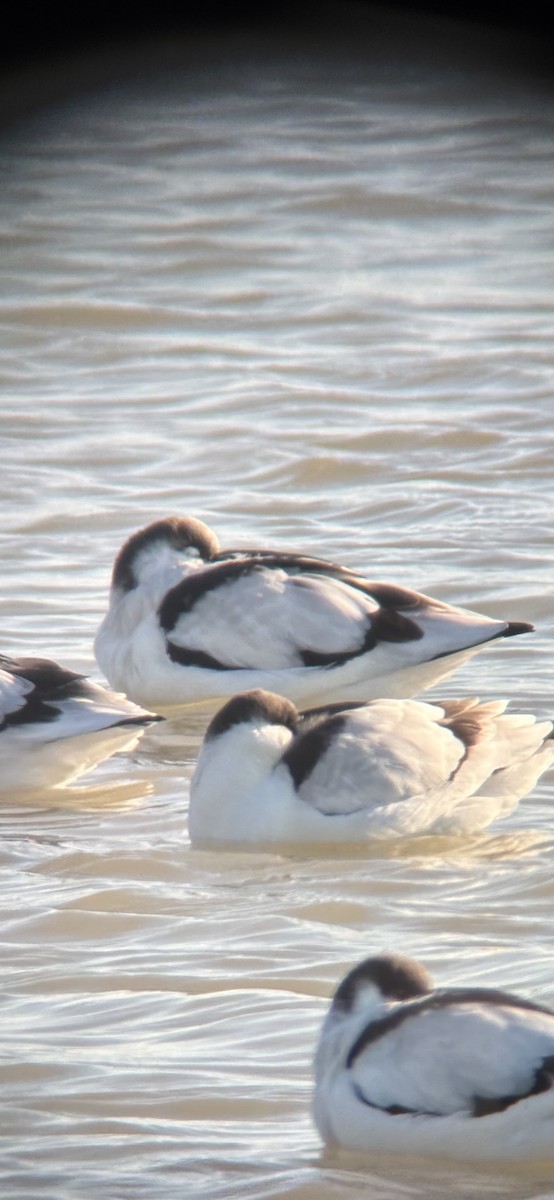 Pied Avocet - ML644985235