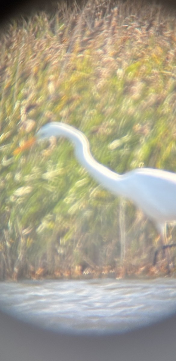 Great Egret - ML644985240