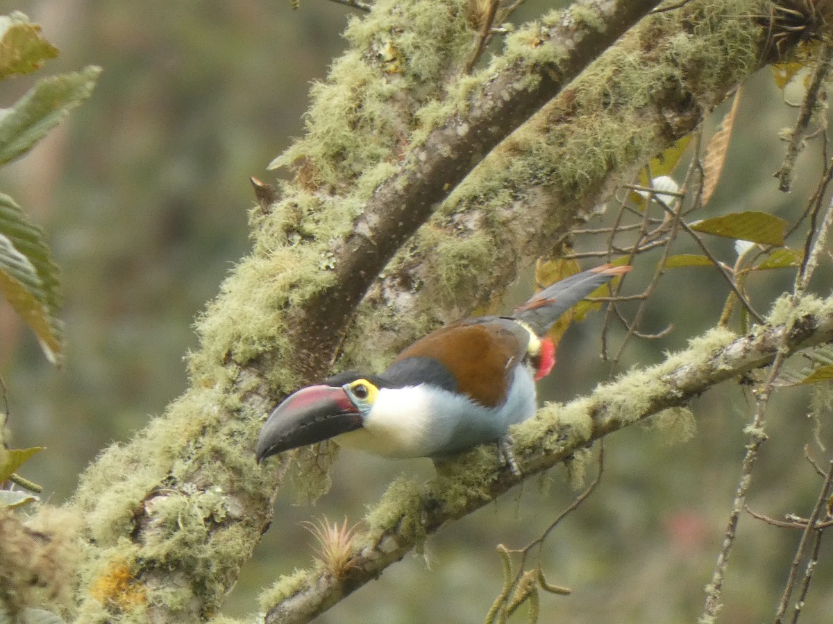 Андигена білощока - ML644985242