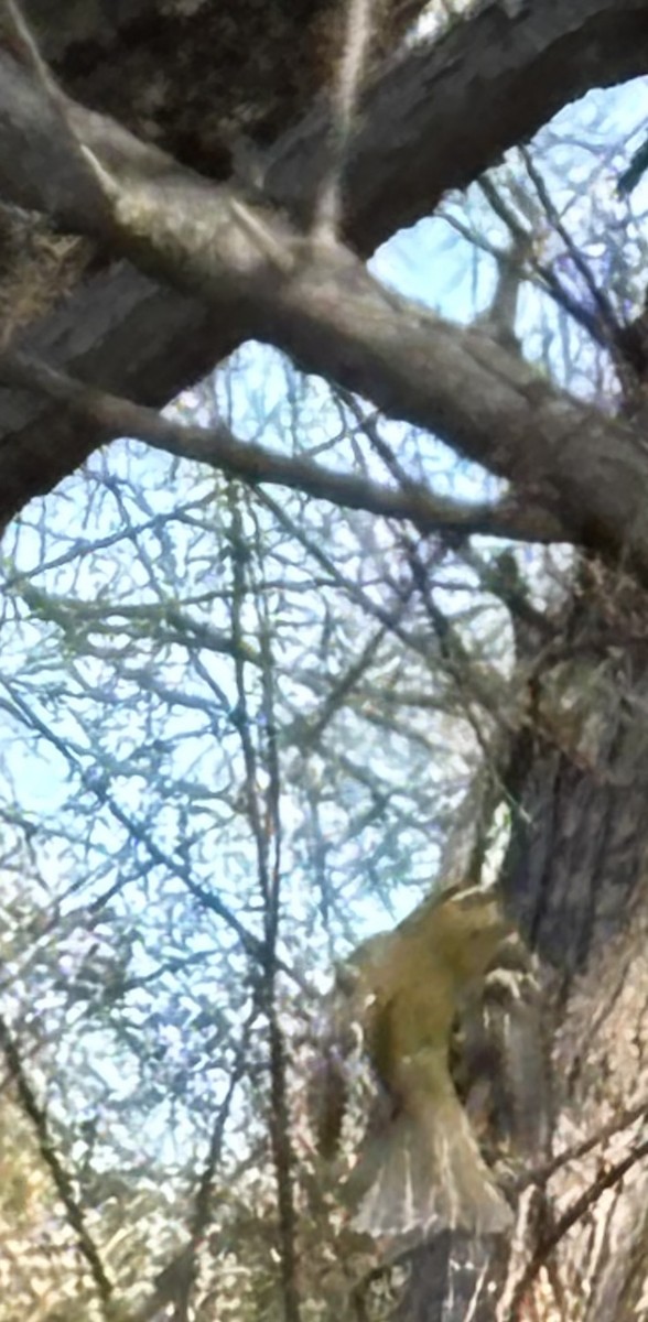 Goldcrest - ML644985252