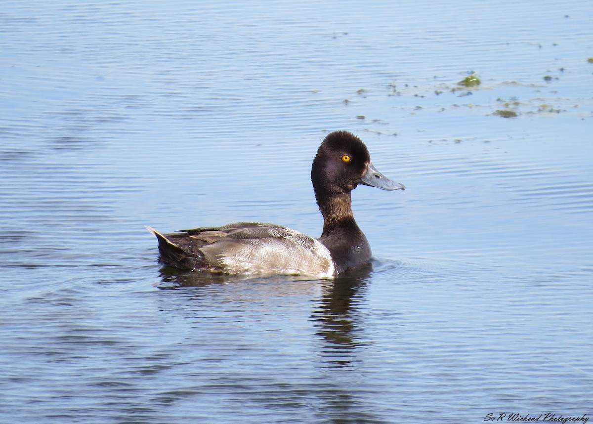 Lesser Scaup - ML644985264