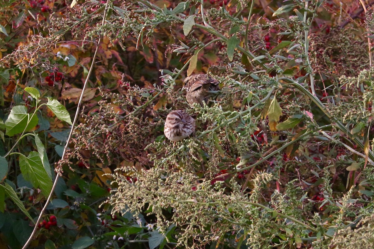 Song Sparrow - ML644985317