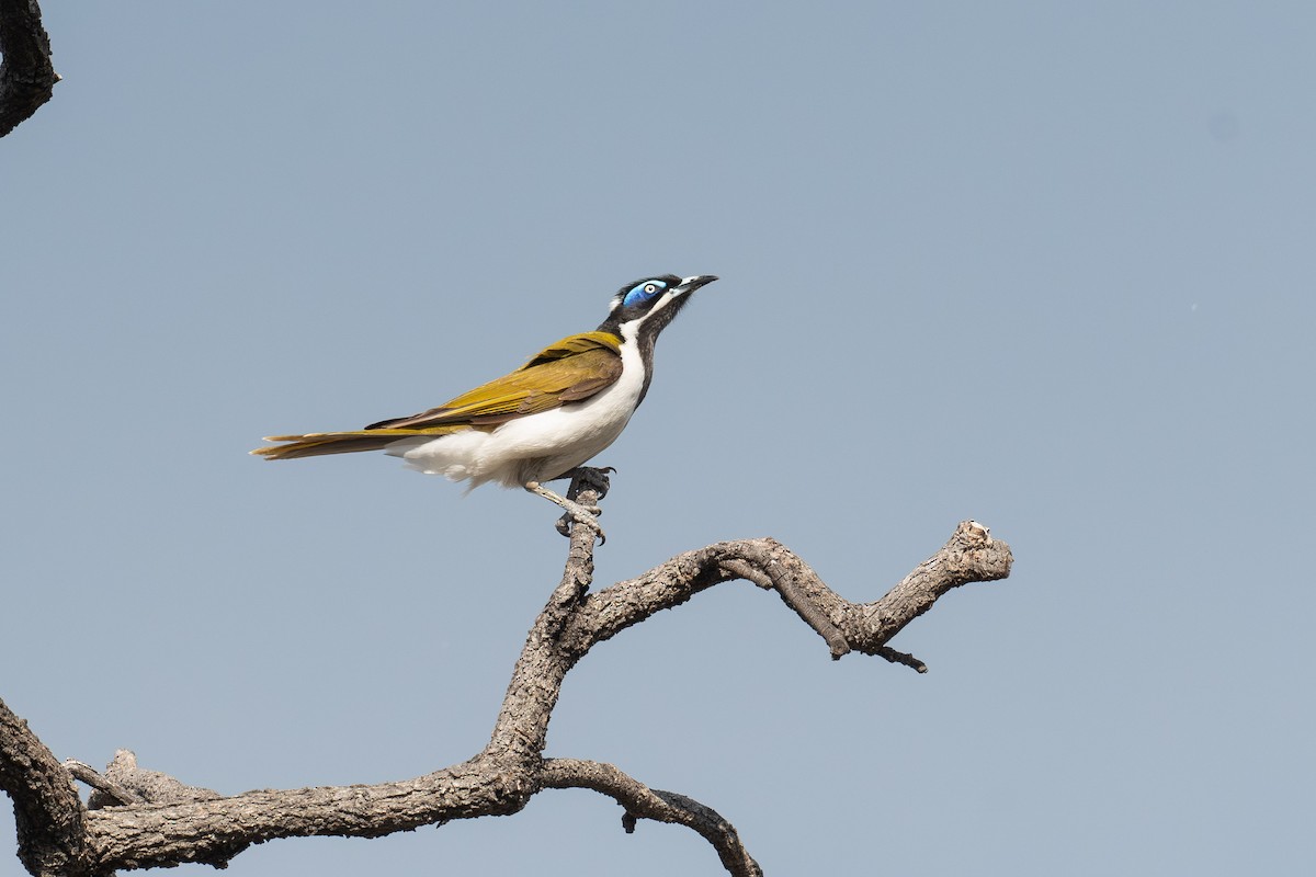 Blue-faced Honeyeater - ML644985318