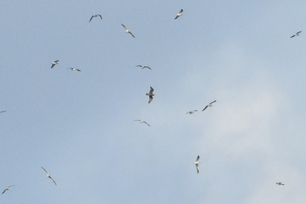 Kaio hauskara amerikarra - ML644985321