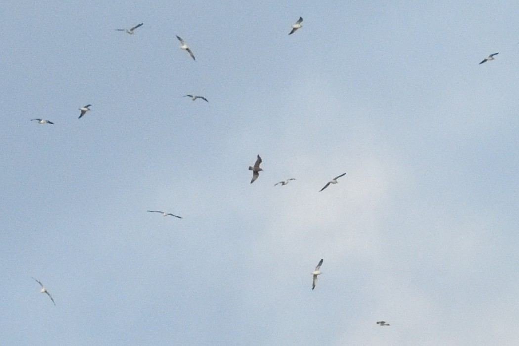 Kaio hauskara amerikarra - ML644985325