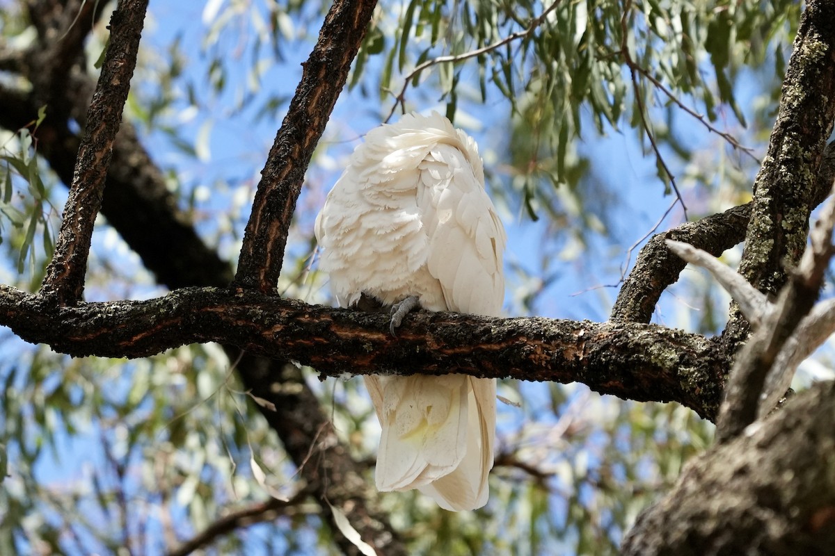Sulphur-crested Cockatoo - ML644985326