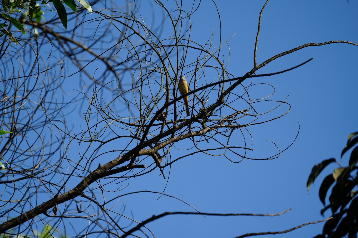 Small Minivet - ML644985328