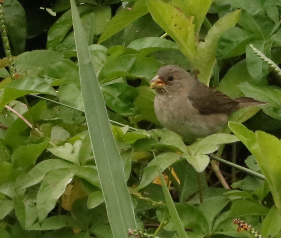 Double-collared Seedeater - ML644985329