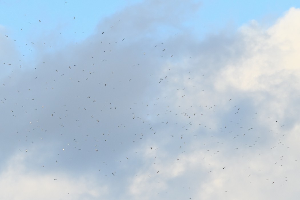 Kaio iluna - ML644985332