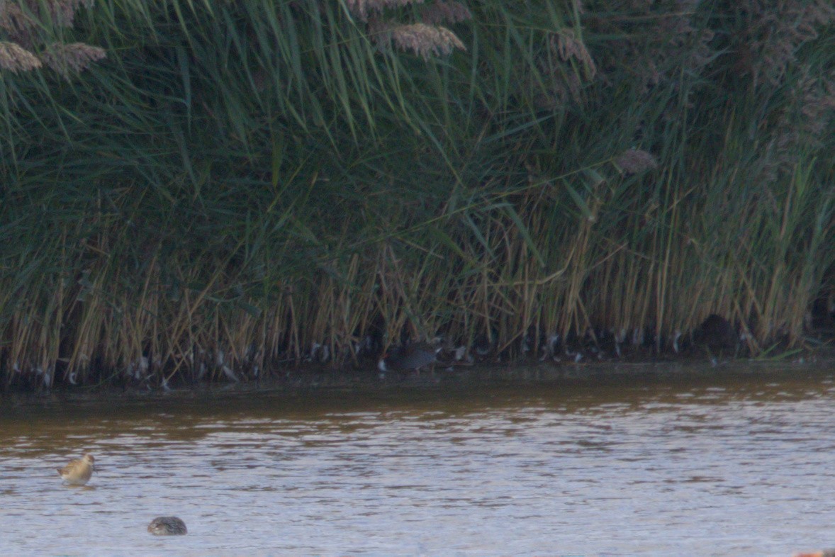 Uroilanda handia - ML644985333