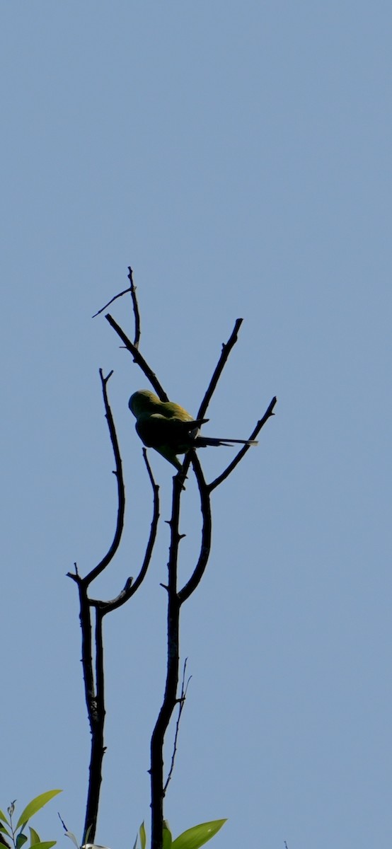 Plum-headed Parakeet - ML644985334