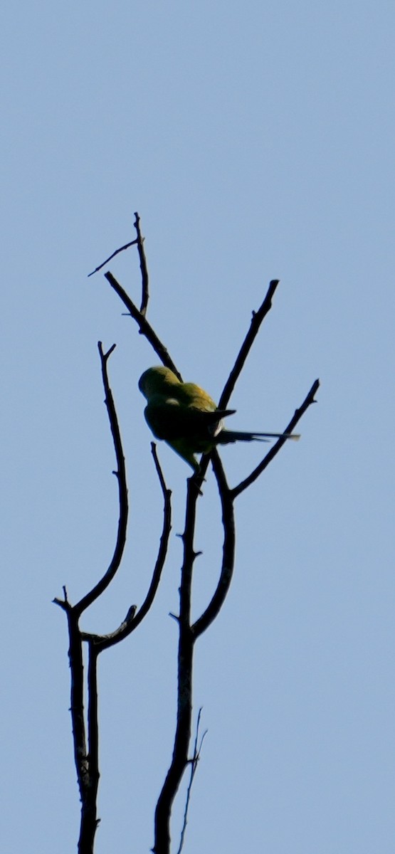 Plum-headed Parakeet - ML644985335