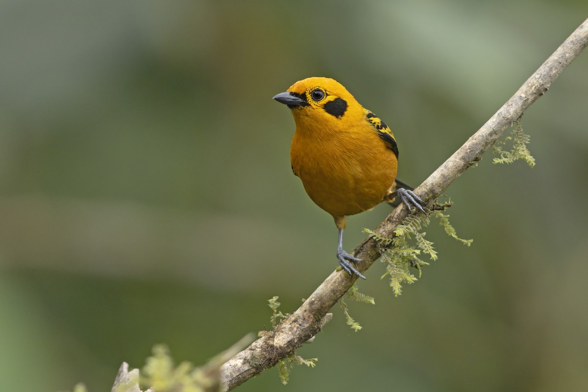 Golden Tanager - ML644985336