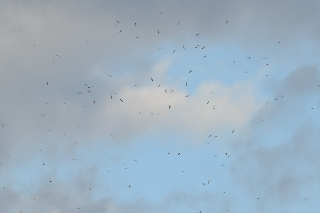 Kaio iluna - ML644985337