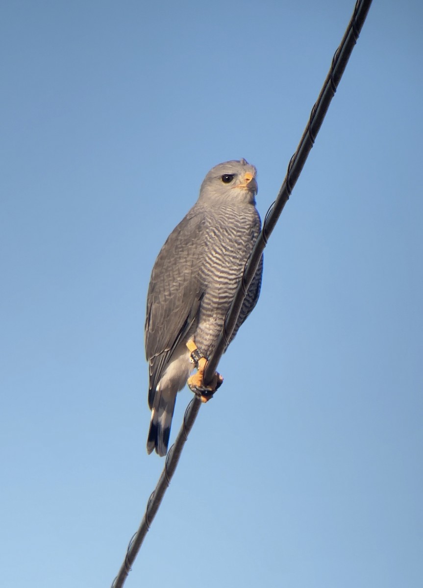 Gray Hawk - ML644985338