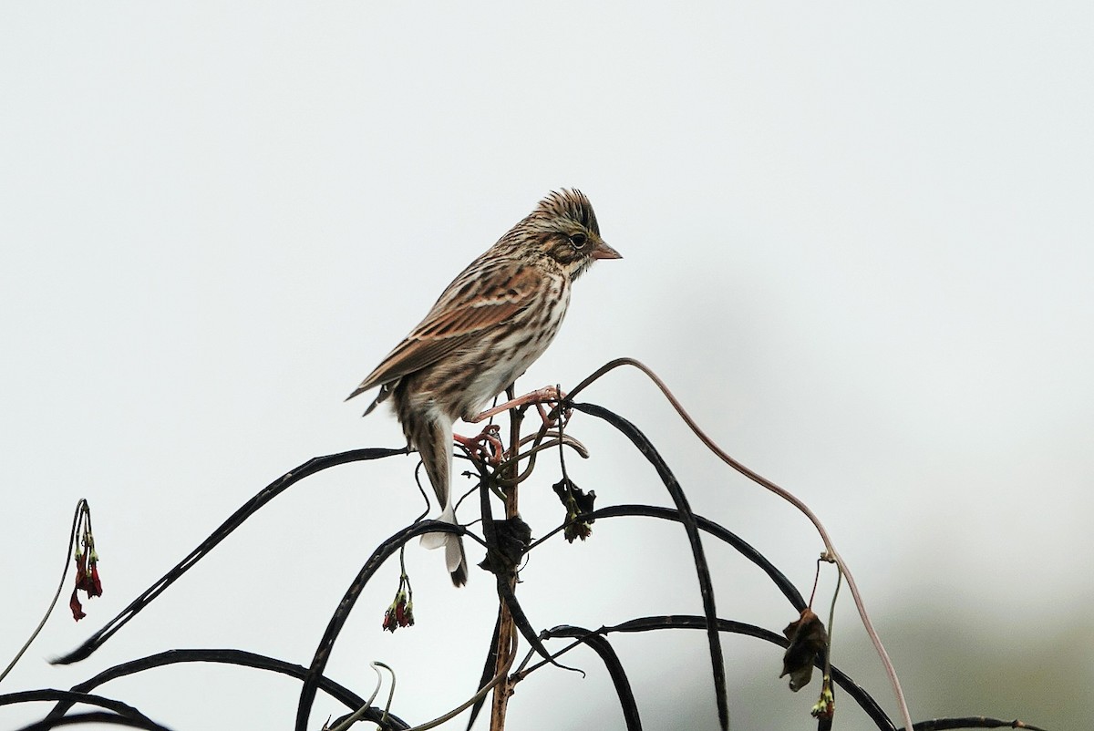 Savannah Sparrow - ML644985342