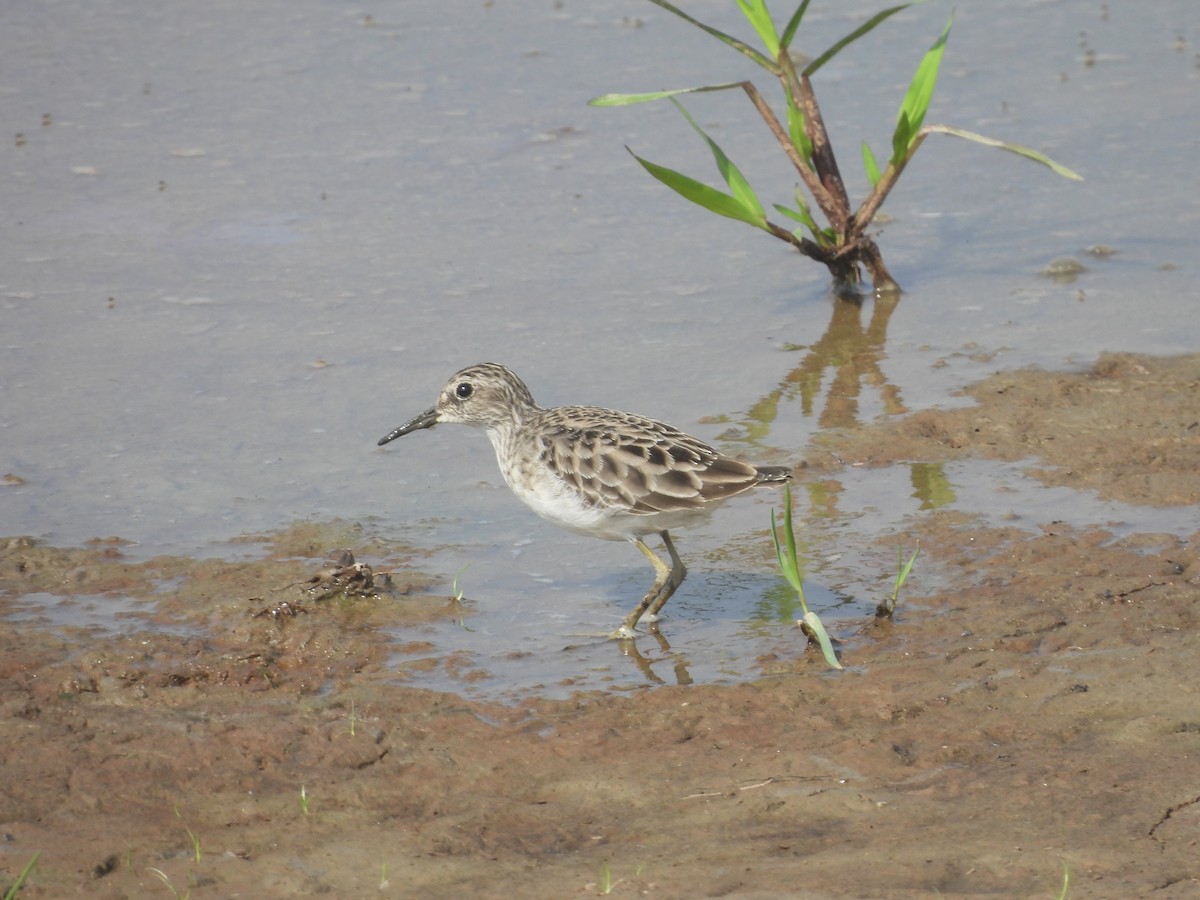 Txirri behatz-luzea - ML644985343