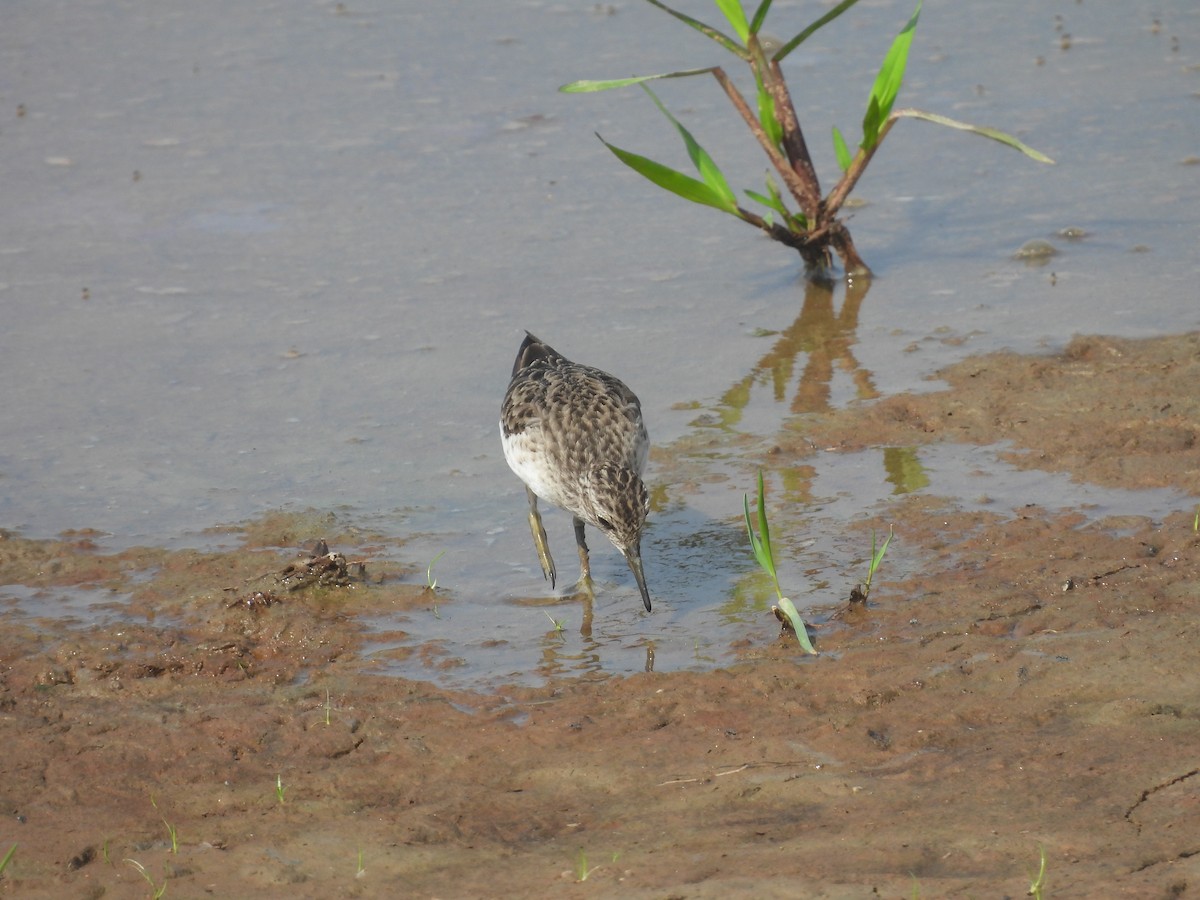 Txirri behatz-luzea - ML644985344