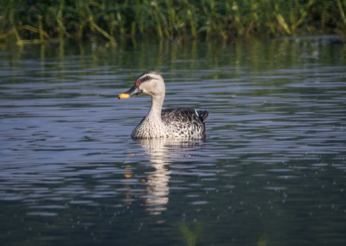 Ahate mokopikart indiarra - ML644985347