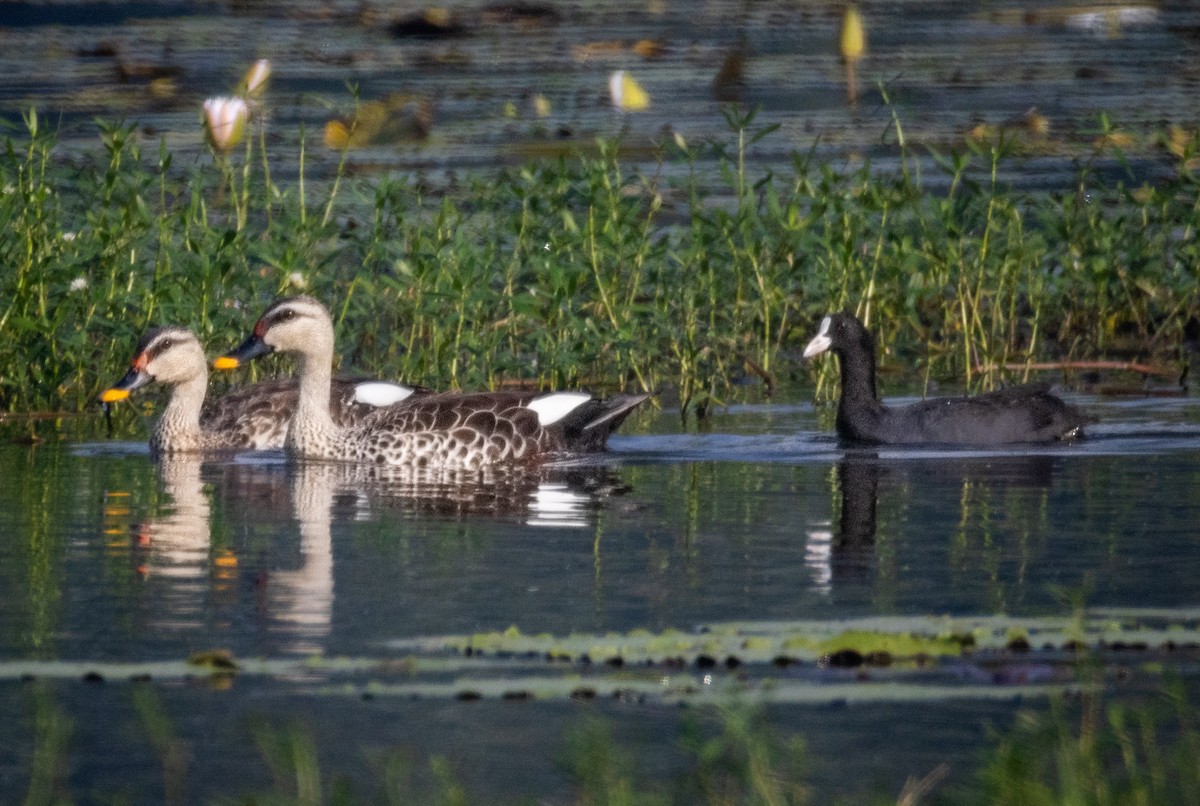 Ahate mokopikart indiarra - ML644985348