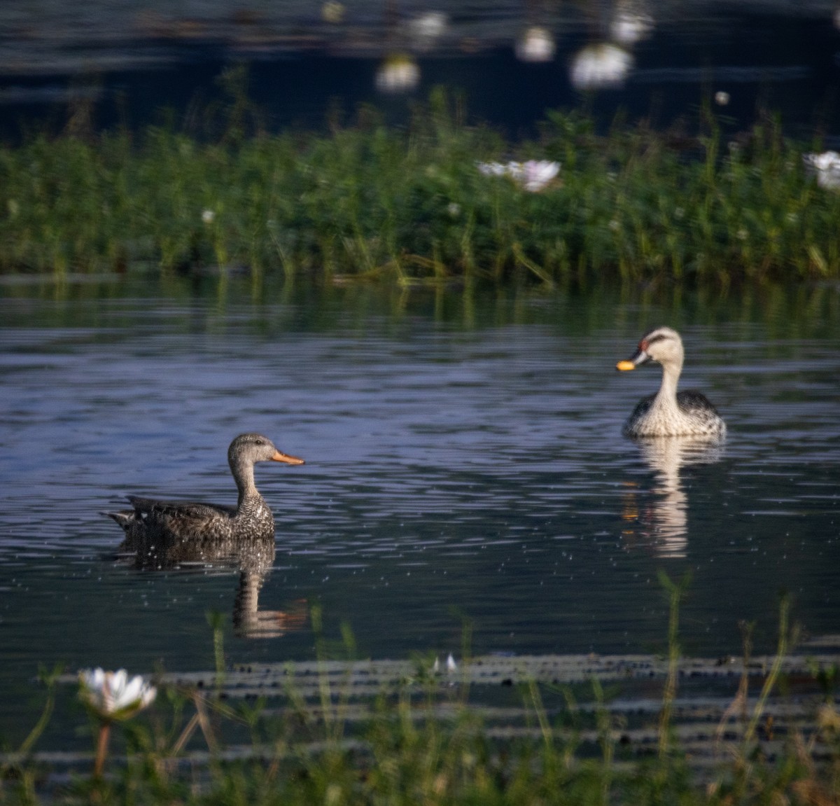 Ahate mokopikart indiarra - ML644985350