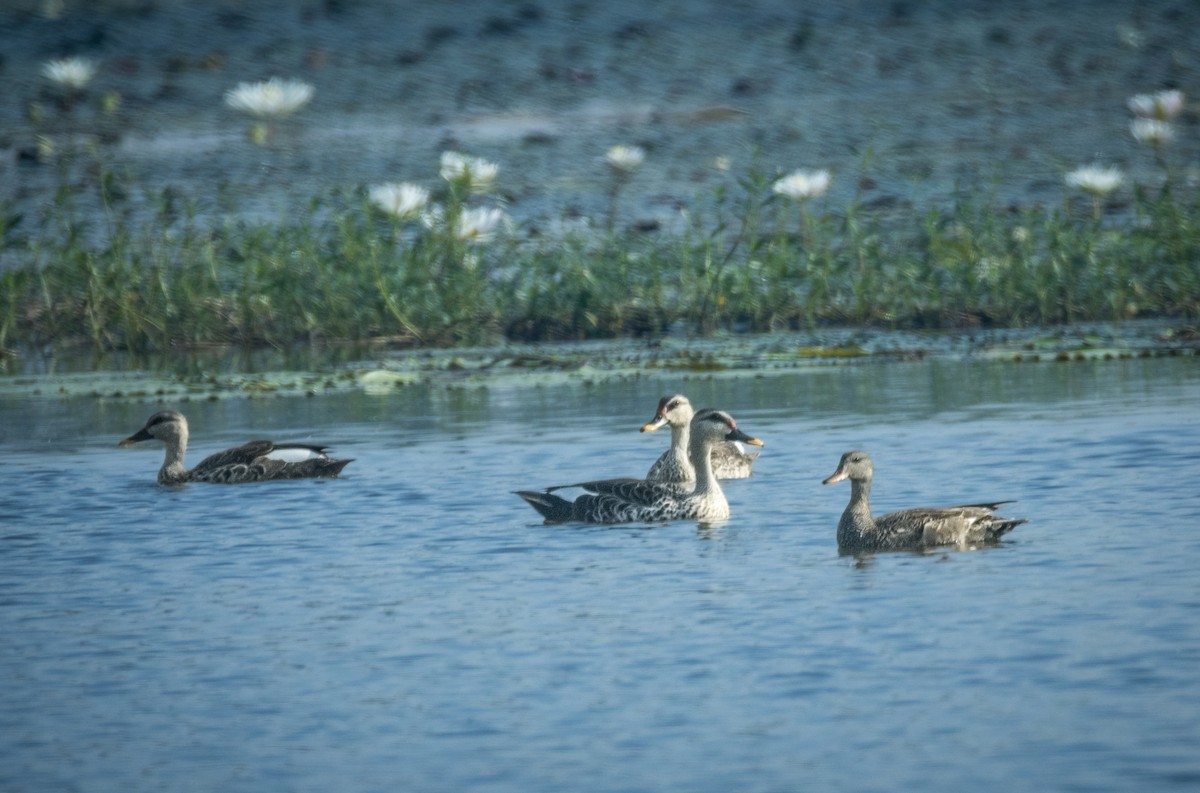 Ahate mokopikart indiarra - ML644985351