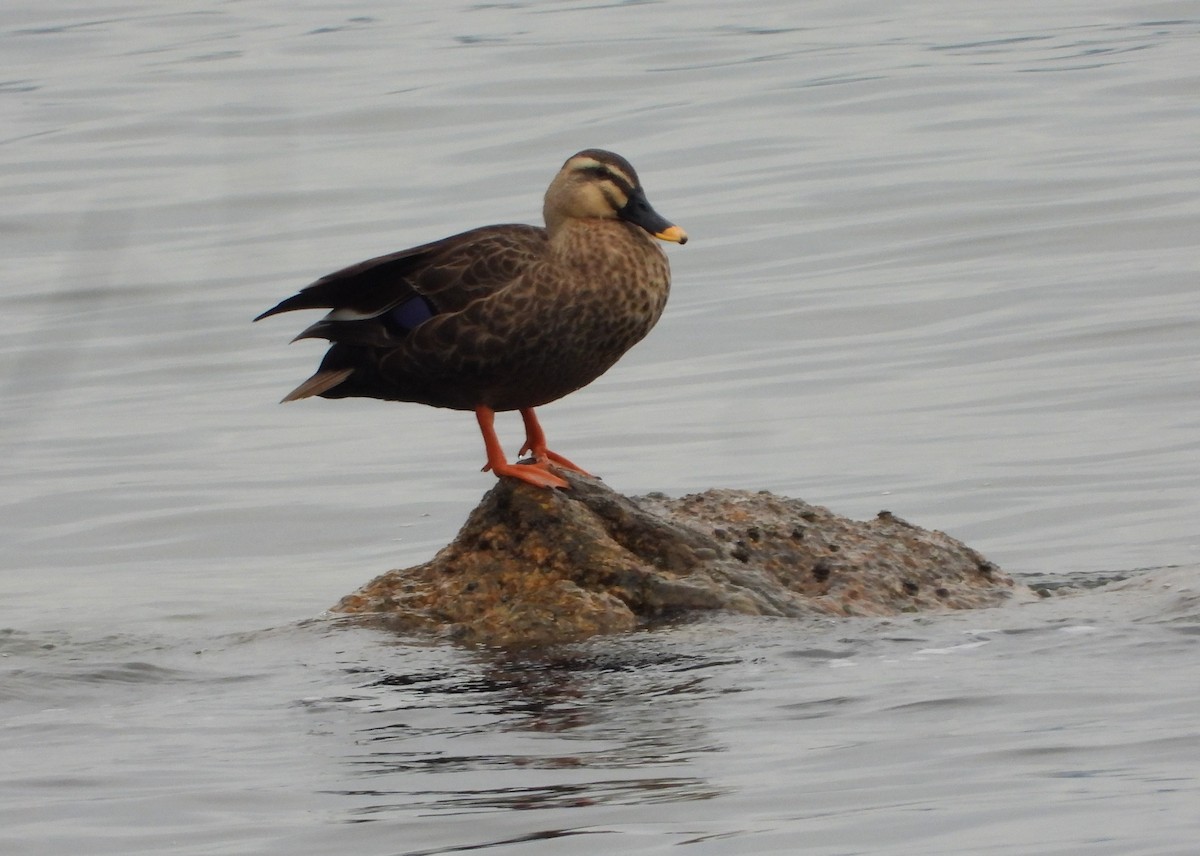 Ahate mokopikart txinatarra - ML644985355